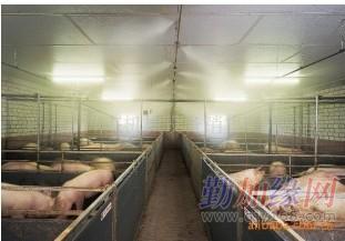 巴马香猪喷雾消毒降温与湿度调节设备供应商全解析